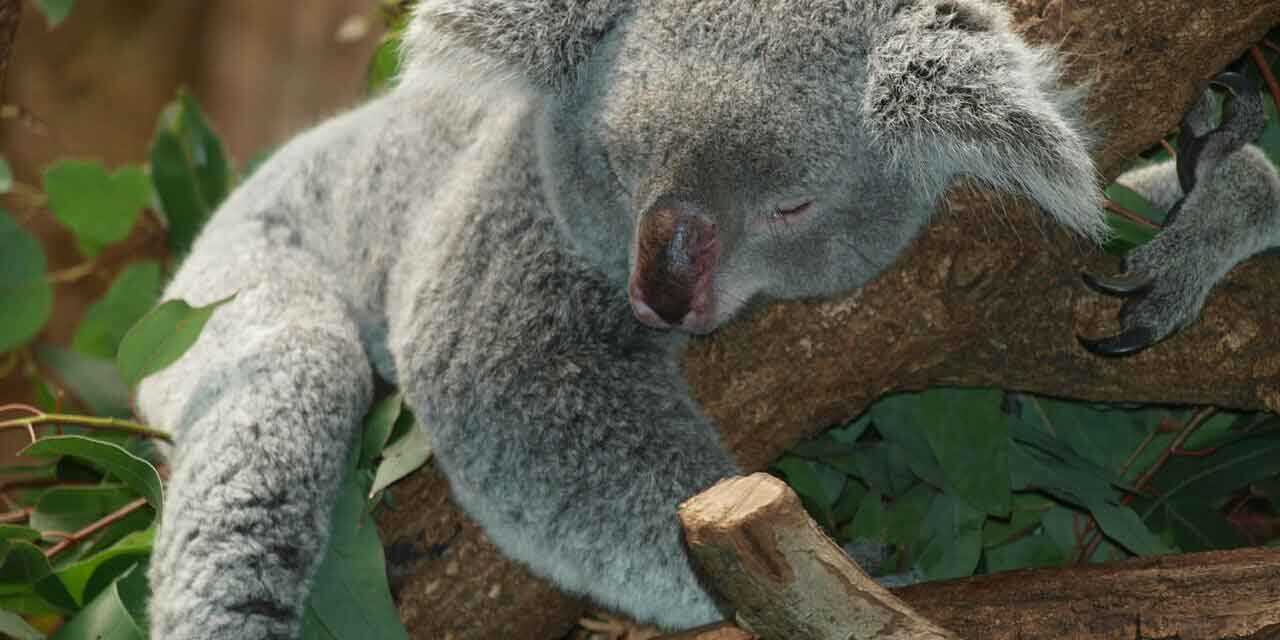 Australie