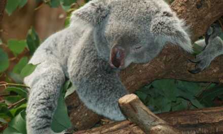 Australie
