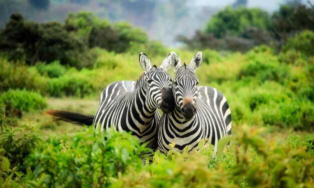 Kenya