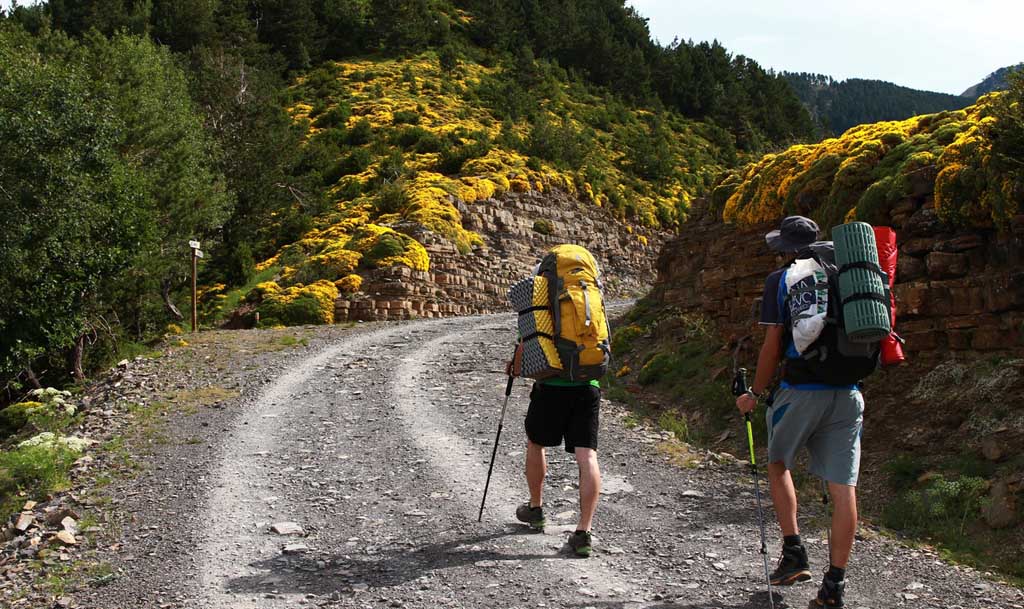 Buying Guide And User Manual For Hiking Poles