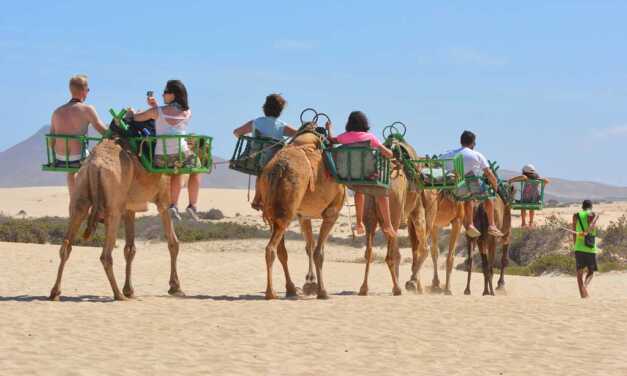 Top 20 Destinations pour une Balade en Chameau ou Dromadaire