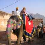 Responsible Wildlife Tourism: Tips And Best Destinations