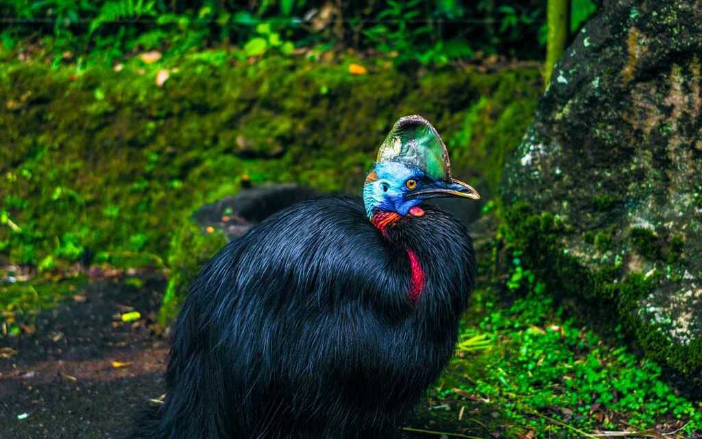 9 Rare and Surprising Animals to Travel and See