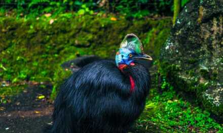 17 Animaux Rares et Surprenants à Voyager pour Voir