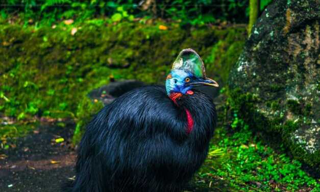 17 Animaux Rares et Surprenants à Voyager pour Voir
