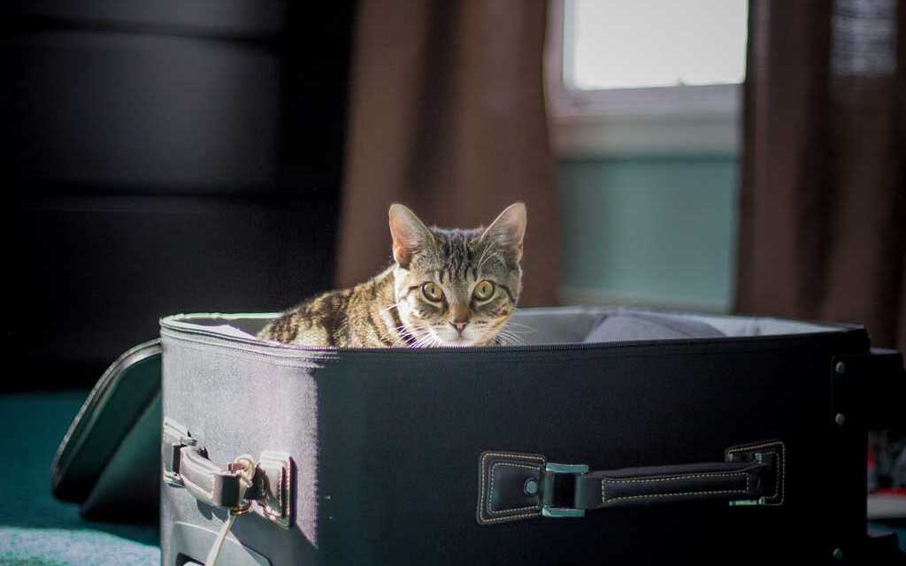 Guide Définitif : Comment Voyager avec votre Animal de Compagnie ?