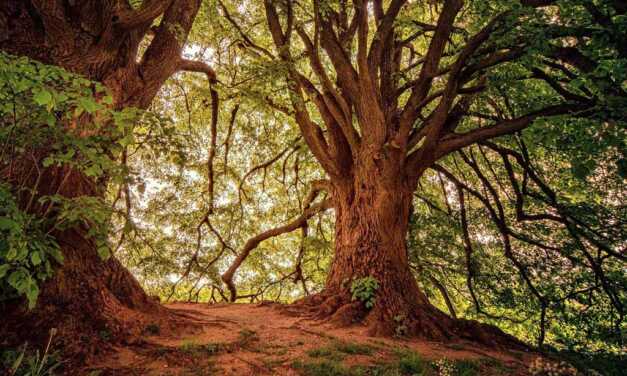 Top 20 des Plus Belles Forêts du Monde à Explorer