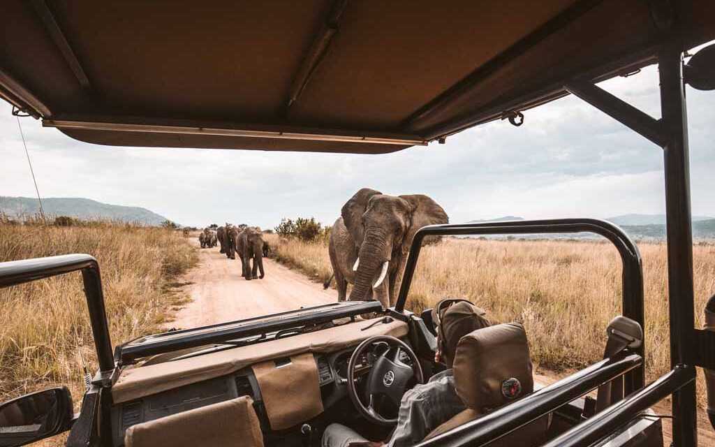 Top 11 Best Safaris in the World to Experience