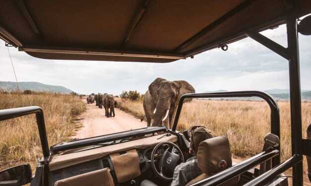 Top 20 des Meilleurs Safaris du Monde à Faire