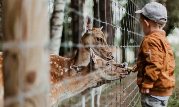 Top 20 des Meilleurs Zoos du Monde à Visiter